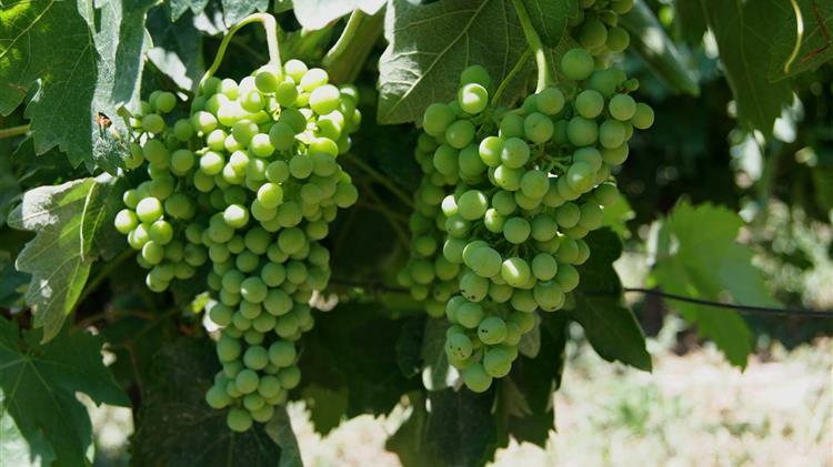 «Να προστατευθεί και να αναδειχθεί το Σαββατιανό»