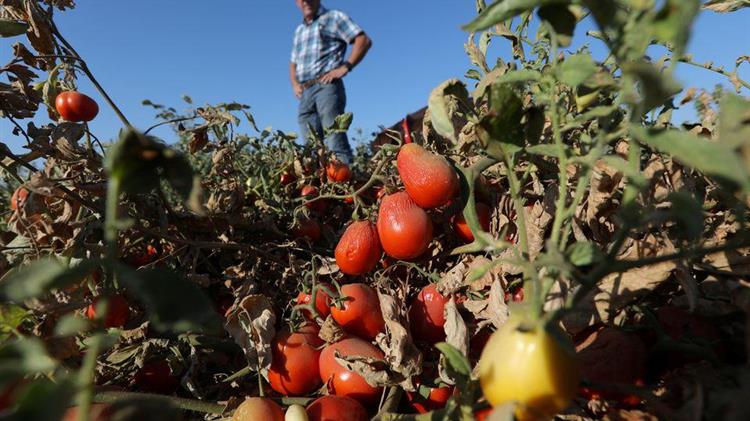 ΗΠΑ: Η ξηρασία απειλεί τις καλλιέργειες ντομάτας και εκτινάσσει τις τιμές