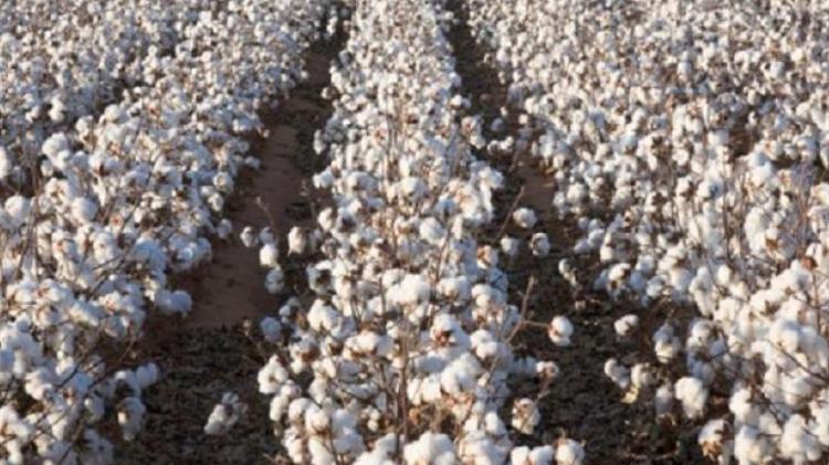 Βαμβάκι: Από την πτώση στην ανάκαμψη;