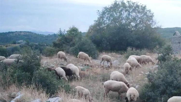 Καινοτόμες ηχοτοπικές εφαρμογές οδηγούν στη δημιουργία νέου αγροτουριστικού προϊόντος - Η περίπτωση του Ζαγορίου στην Ήπειρο