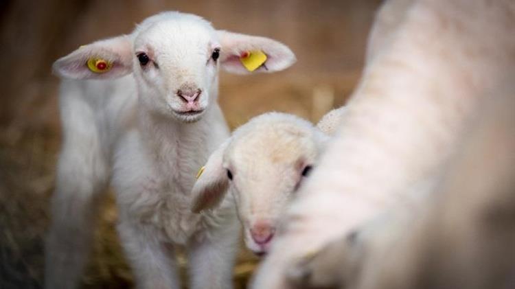 Υποβολή αίτησης διατήρησης κτηνοτροφικής εγκατάστασης εντός οικισμών έως 30/09/2024!