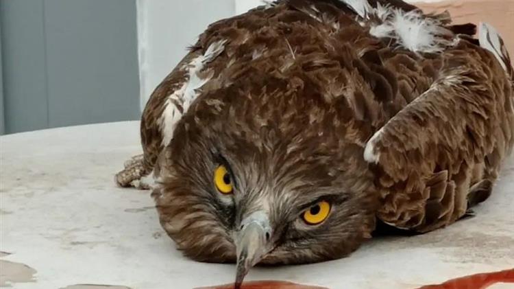 Πρόσκοποι της Λέσβου διέσωσαν σπάνιο αρπακτικό πτηνό