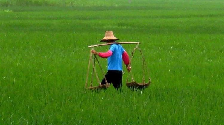 Οι Κινέζοι αγρότες αναγκάζονται να καταστρέψουν τις καλλιέργειές τους λόγω των περιορισμών κατά του Covid