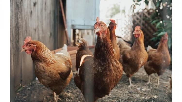 Παγκόσμιος Οργανισμός για την Υγεία των Ζώων: Ανησυχία για την εξάπλωση της γρίπης των πτηνών