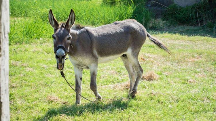 Το πρώτο θηλυκό γαϊδούρι έγκυος με εξωσωματική