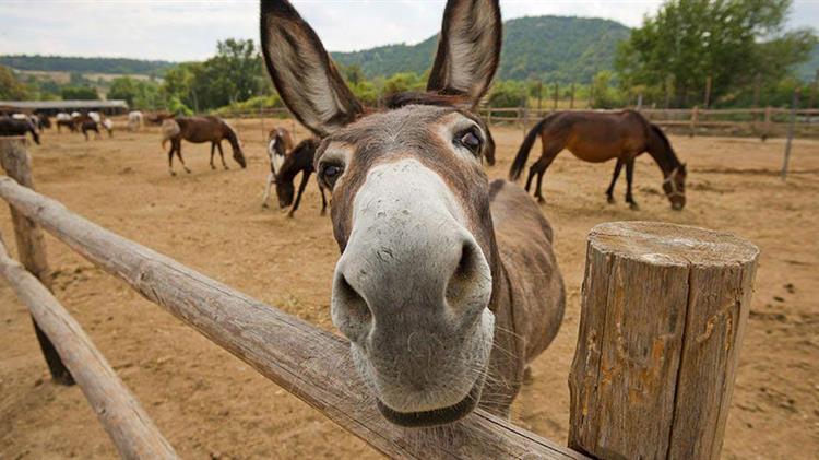 Η παραγωγή γάλατος όνου ως επιχειρηματική ιδέα