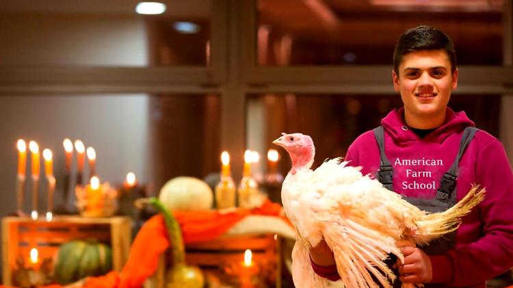 Είκοσι χιλιάδες γαλοπούλες της Αμερικανικής Γεωργικής Σχολής «πετούν» για το Χριστουγεννιάτικο τραπέζι