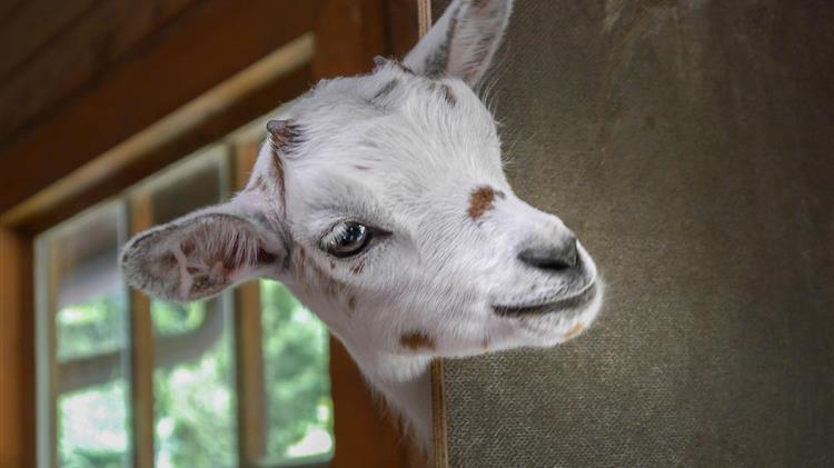 Το «Κατσικάκι Λήμνου» γίνεται προστατευόμενης γεωγραφικής ένδειξης
