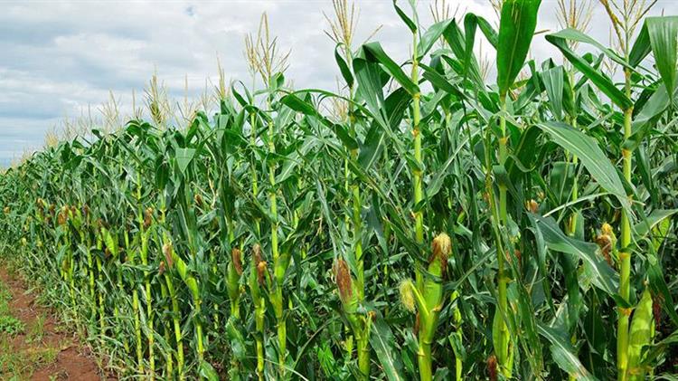 Αιτία πολέμου για τους Θεσσαλούς αγρότες ο αποκλεισμός της συνδεδεμένης στο καλαμπόκι