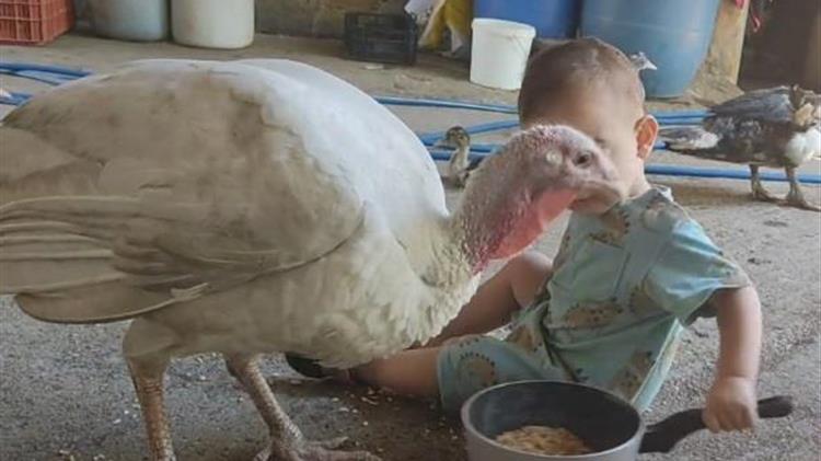 Viral στο TikTok ο μπόμπιρας από την Κρήτη που μαζεύει ελιές και αρμέγει πρόβατα