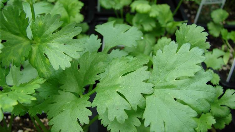 Εταιρία καλλιεργεί κόλιανδρο σε καταφύγιο του Β΄ΠΠ στο Λονδίνο