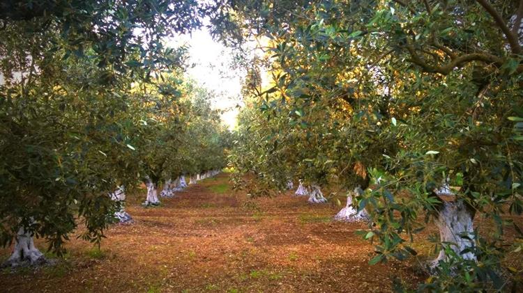 Πώς θα φτιάξω βορδιγάλειο πολτό για τα δέντρα και τα φυτά ;