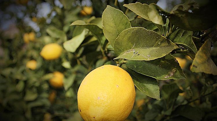 Ευρώπη: Χαμηλή ζήτηση για λεμόνια και γκρέιπφρουτ  παρά τη μικρότερη προσφορά