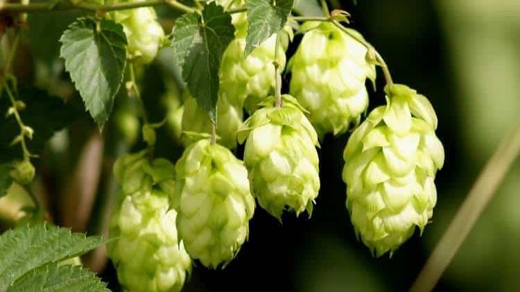 Η παραγωγή λυκίσκου στη Ε.Ε. μειώνεται κατά 22% το 2022