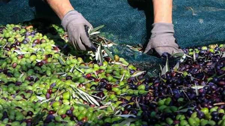 Ηράκλειο: Ενημέρωση ελαιοπαραγωγών σχετικά με την υποβολή δήλωσης συγκομιδής ελαιοκάρπου