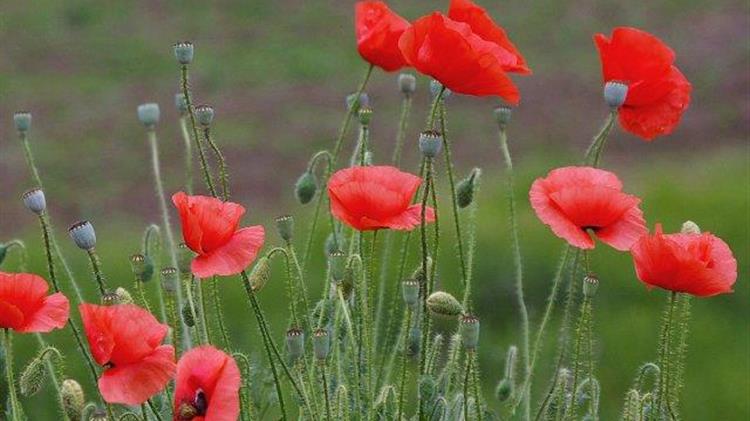 Αυξήθηκε κατά 32% η καλλιέργεια παπαρούνας στο Αφγανιστάν