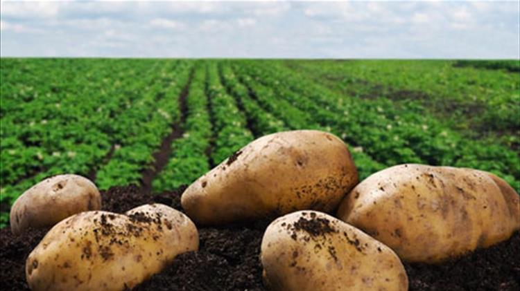 Βαφτίζουν" εισαγόμενα τρόφιμα ελληνικά: Πατάτες "Νάξου" από την Αίγυπτο