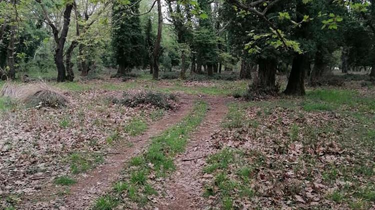 Λαμία: Θανατηφόρα ασθένεια "θερίζει" υπεραιωνόβια πλατάνια