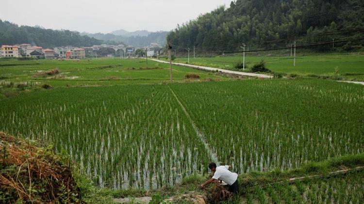 Οι ερευνητές ανακαλύπτουν «σωτήρα» για απειλούμενες καλλιέργειες ρυζιού