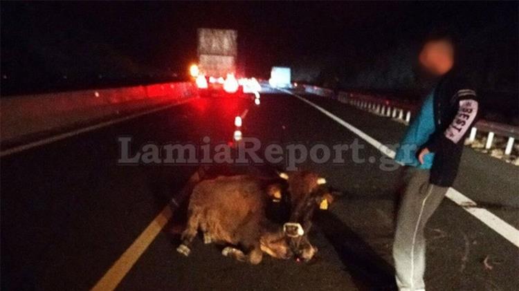 Λαμία: Τροχαίο με αγελάδα στην εθνική οδό