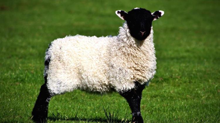 Πρόγραμμα Life: Στοχεύει να μειώσει το αποτύπωμα άνθρακα κατά 12% από την παραγωγή πρόβειου γάλακτος και κρέατος