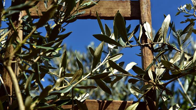 Εξευτελιστικές οι τιμές στον κλάδο της ελιάς – «Κερδοσκοπούν εις βάρος μας» καταγγέλλουν οι αγρότες