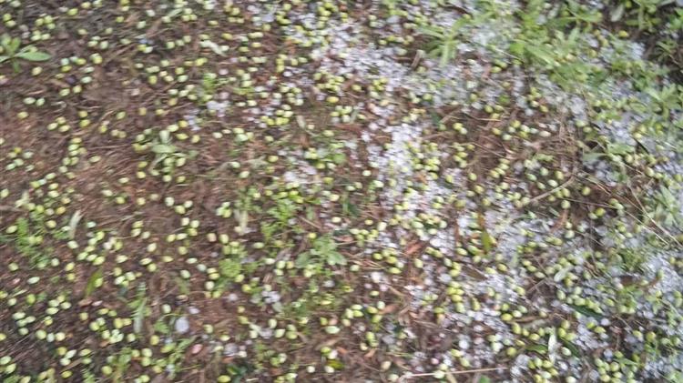 Χαλαζόπτωση-σοκ στη Λάρισα: Χιλιάδες στρέμματα καταστράφηκαν