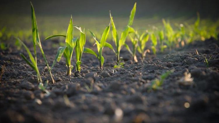 Εγγραφή στο Φυτοϋγειονομικό Μητρώο επαγγελματιών