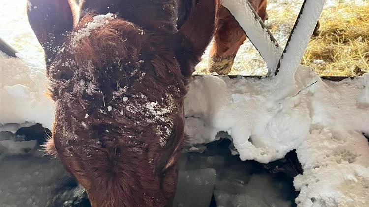 Η χιονοκαταιγίδα στις ΗΠΑ πάγωσε μέχρι και τα… ζώα στους στάβλους