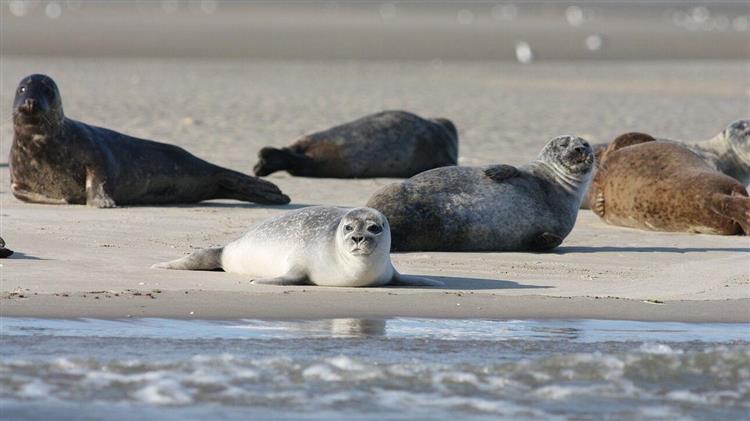 Τουλάχιστον 2.500 φώκιες βρέθηκαν νεκρές σε όχθες της Κασπίας Θάλασσας