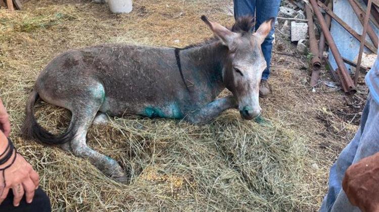 Υπενθύμιση προς τους ιδιοκτήτες δεσποζόμενων ζώων συντροφιάς για την υποχρεωτική δήλωση των δεσποζόμενων ζώων