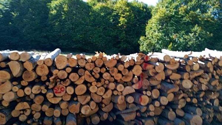 Αύξηση 15% στις τιμές αποζημίωσης των υλοτόμων των ΔΑΣΕ