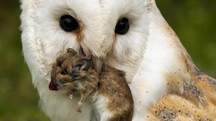 Βιολογική «ασπίδα» για 2.568.021 αγροτικής γης στη Θεσσαλία με το πρόγραμμα «ΤΥΤΩ»