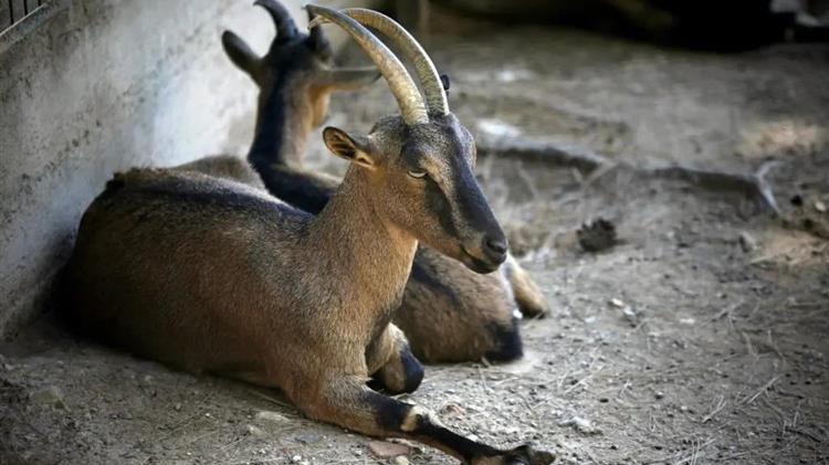 Καταδίκη δασοφύλακα στην Κρήτη: Πουλούσε λαθραία κρι κρι στην Ήπειρο – Ανταλλαγή με ελάφια