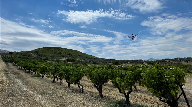 Έγκαιρη αντιμετώπιση των προβλημάτων της αμπελοκαλλιέργειας