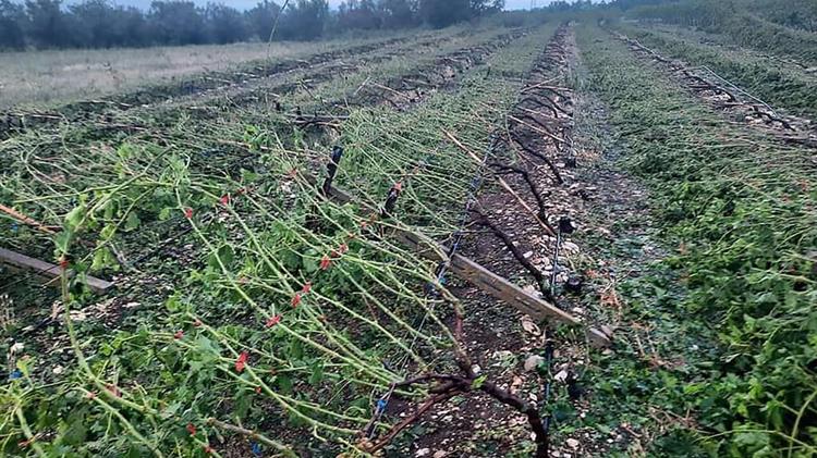 Σύσκεψη για τη χαμένη σοδειά λόγω κακοκαιρίας πραγματοποιήθηκε στο Δήμο Παγγαίου
