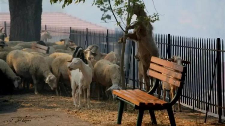 Ευλογιά των αιγοπροβάτων: Έκτακτα μέτρα περιορισμού της νόσου σε όλη την Ελλάδα