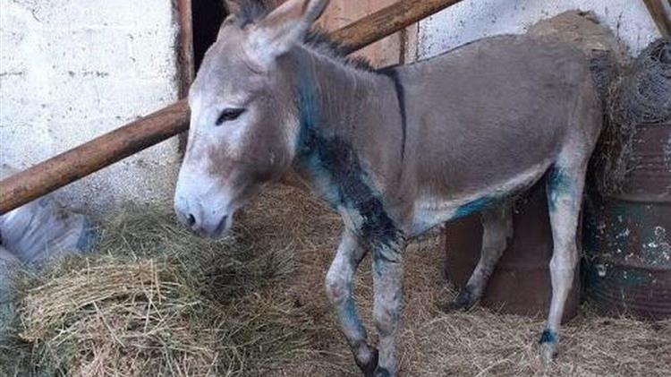 Κακοποίηση γαϊδουριού στα Ιωάννινα: Στο εδώλιο για κακούργημα ο πρώην αντιδήμαρχος Ζίτσας