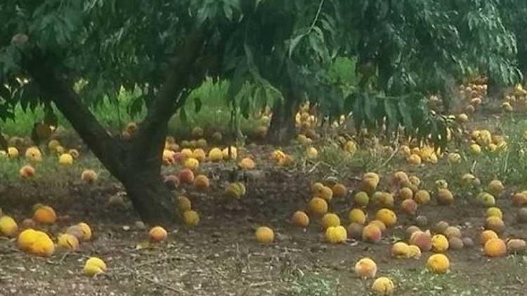 Όλες οι ποικιλίες ροδάκινων, νεκταρινιών και βερίκοκων υπέστησαν ζημιά την περίοδο 2022