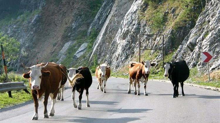 Ανεπιτήρητα βοοειδή στην Πρέσπα