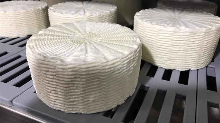 Θεσσαλονίκη: Τυρί από μη παστεριωμένο αγελαδινό γάλα παρήγαγε η Αμερικανική Γεωργική Σχολή