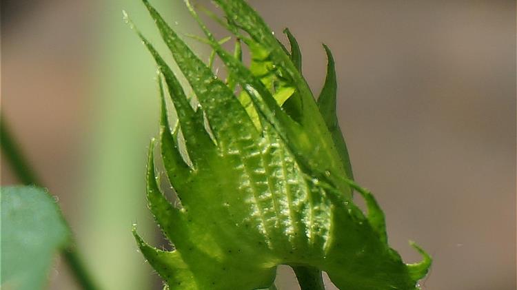 Υπ. Γεωργίας ΗΠΑ: 11,1 εκατομμύρια συνολικά στρέμματα βαμβακιού φυτεμένα το 2023