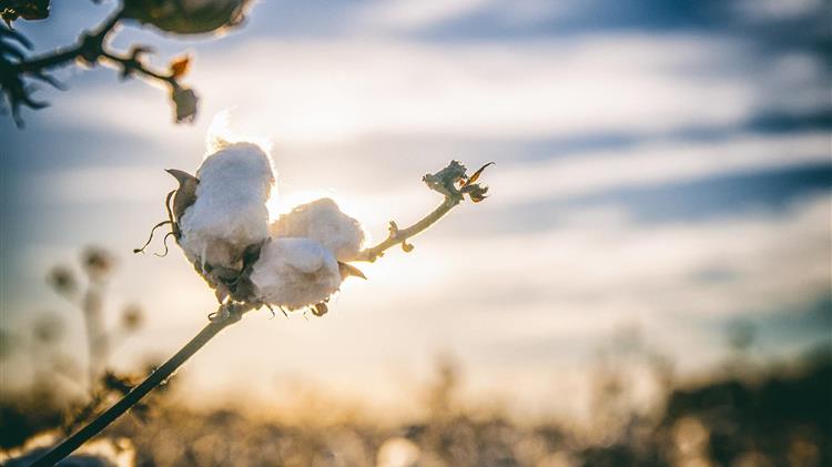 CCFGROUP: Οι κινέζικες εισαγωγές βαμβακιού σημείωσαν χαμηλό 20ετίας τον Μάιο του 2025