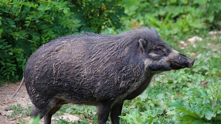 Βουλγαρία: Νέα κρούσματα αφρικανικής πανώλης των χοίρων σε αγριόχοιρους