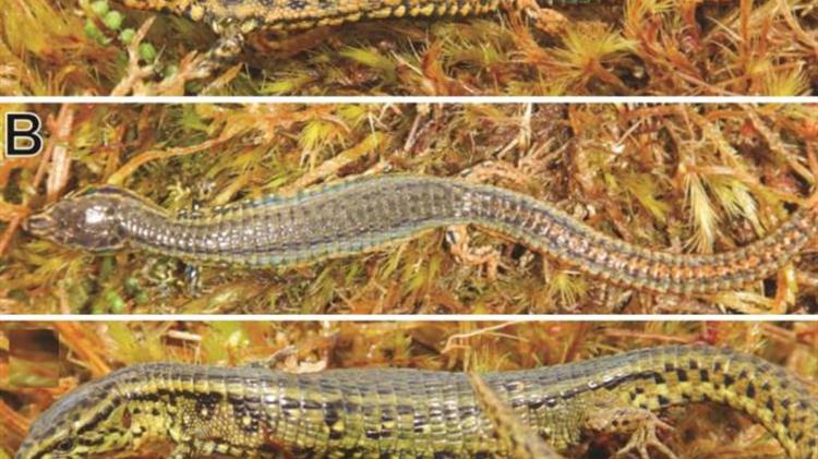 Περού: Ανακαλύφθηκε νέο είδος σαύρας