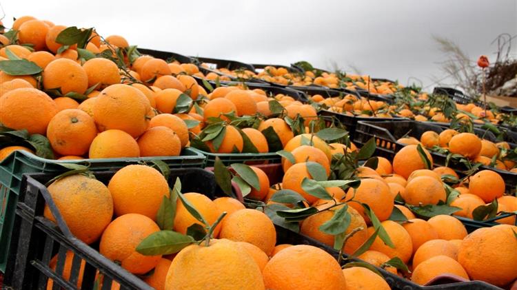 Σταφύλια & εσπεριδοειδή: Ανησυχία για τις ελληνικές εξαγωγές