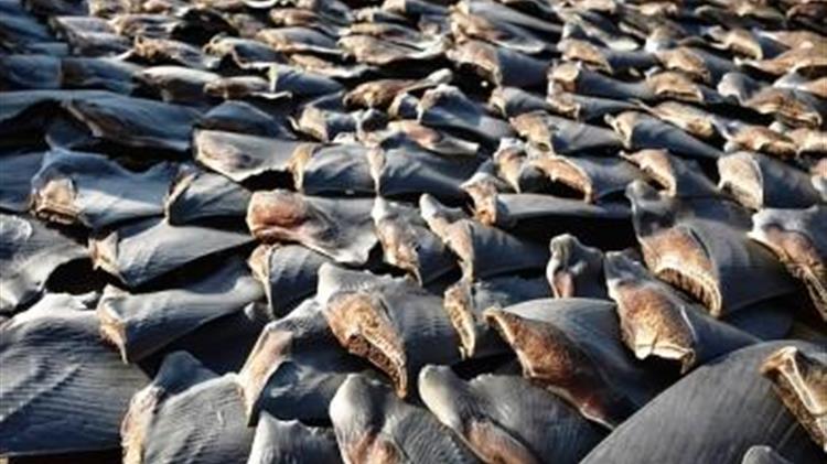 Απαγόρευση της πρακτικής της αφαίρεσης πτερυγίων καρχαρία παρουσιάζεται στην Επιτροπή
