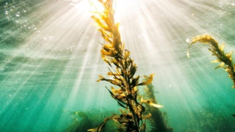 Καλλιέργεια στον ωκεανό: Η ανάπτυξη της εκτροφής φυκιών ως βιώσιμη εναλλακτική λύση στη χερσαία γεωργία