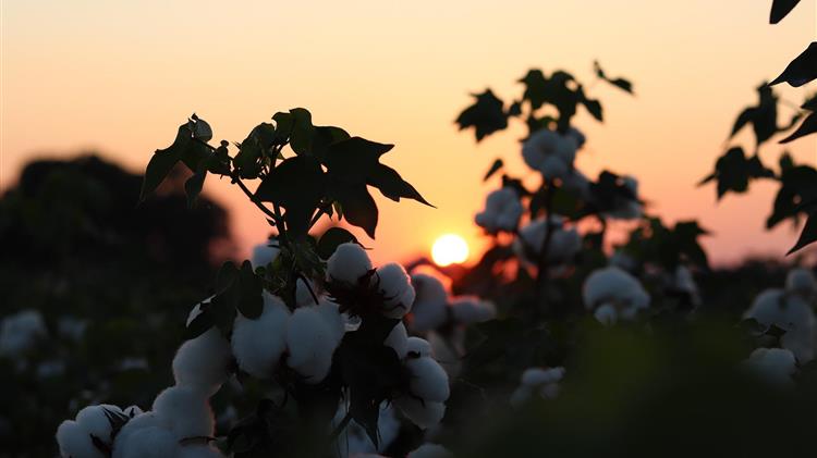 Ράλι για το βαμβάκι παρά τις αντίθετες εξωτερικές πιέσεις
