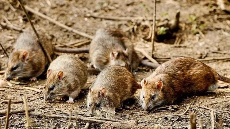 Μουλκιώτης: SOS από τους αγρότες της Βοιωτίας - Τρωκτικά απειλούν τις καλλιέργειες